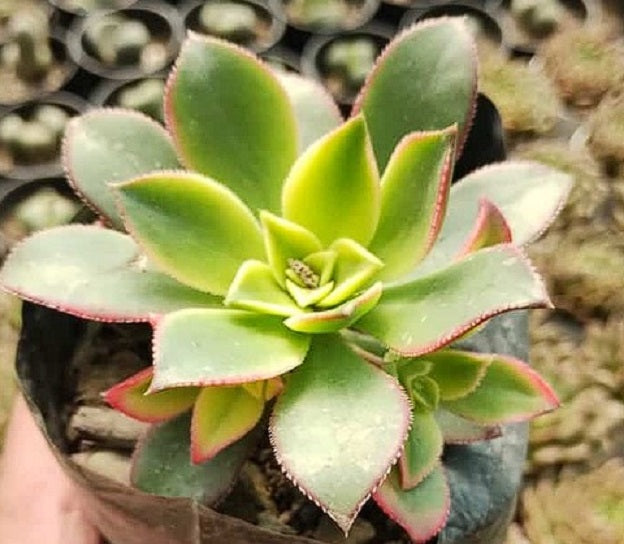 Aeonium Haworthii Variagata | 25+ Seeds | House Plant