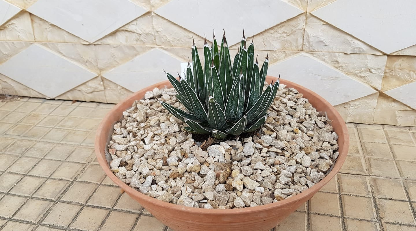 Agave Victoria Regina v compact El Amparo | 10+ Seeds | Queen Victoria Century Cactus