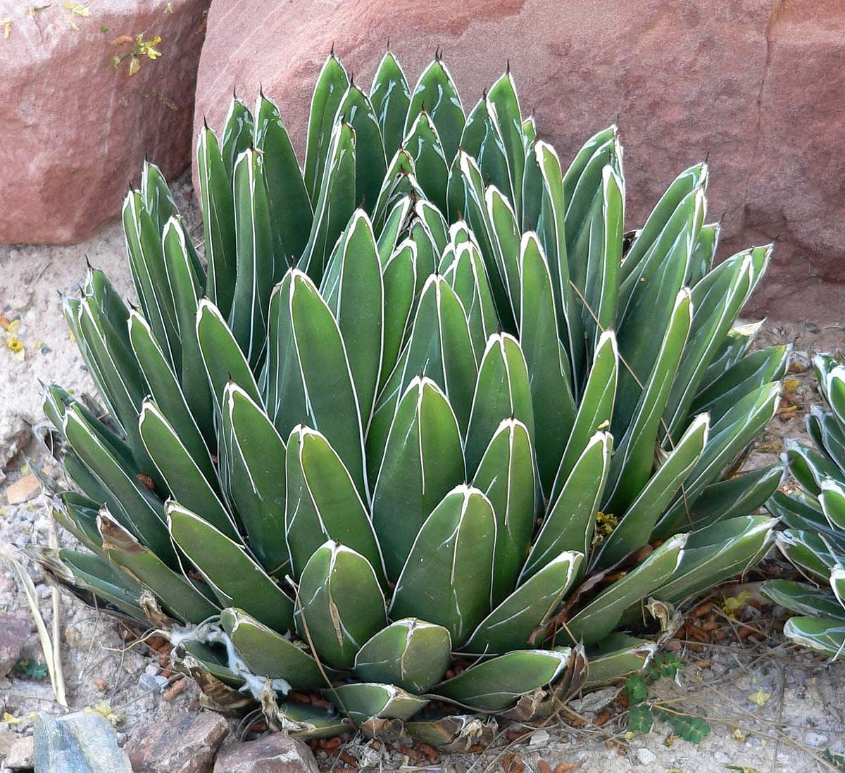 Agave Victoria Regina v compact El Amparo | 10+ Seeds | Queen Victoria Century Cactus