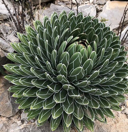 Agave Victoria Regina v compact El Amparo | 10+ Seeds | Queen Victoria Century Cactus