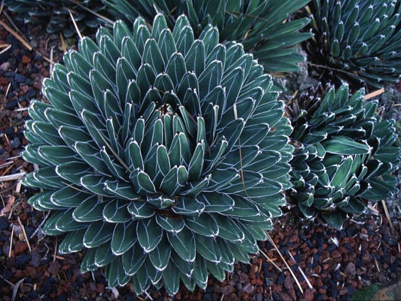 Agave Victoria Regina v compact El Amparo | 10+ Seeds | Queen Victoria Century Cactus