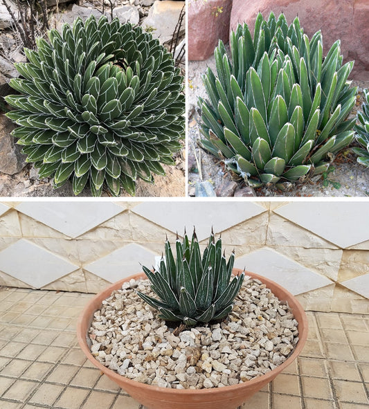 Agave Victoria Regina v compact El Amparo | 10+ Seeds | Queen Victoria Century Cactus