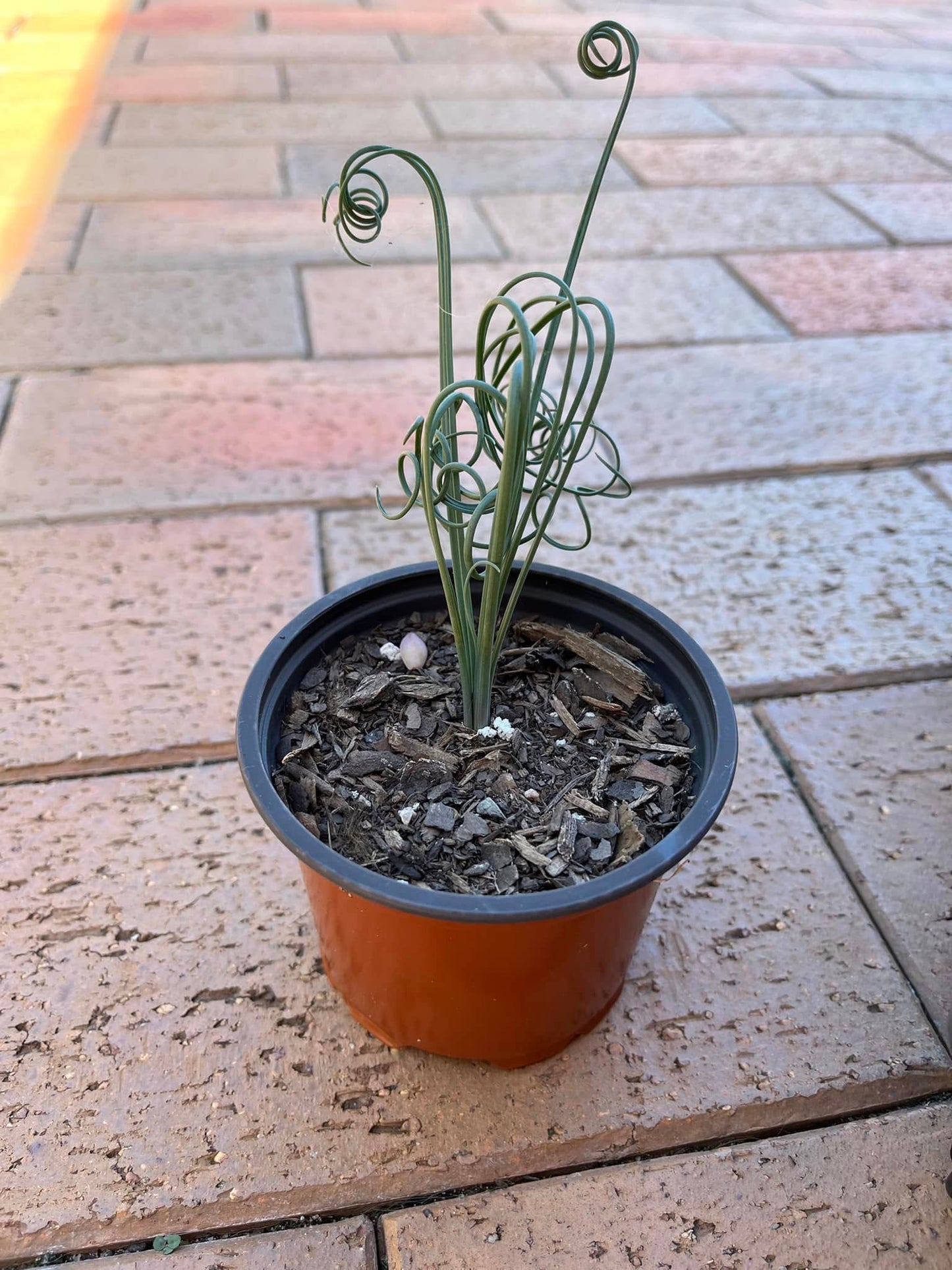 Albuca Spiralis | Frizzle Sizzle | 10 seeds | Very Rare