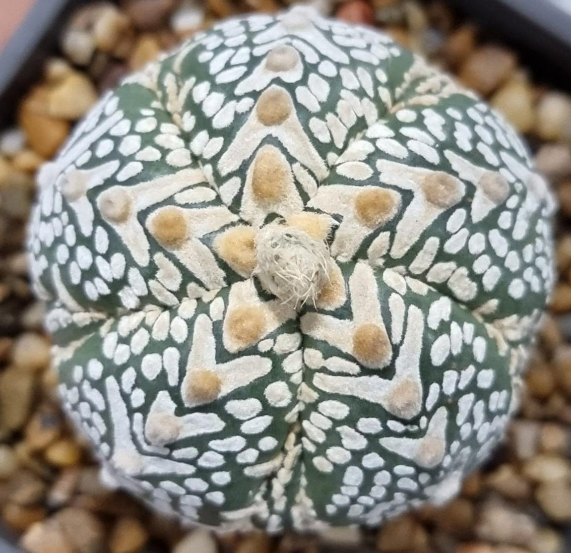Astrophytum Asterias Superkabuto V | 10 Seeds | Rare Cactus