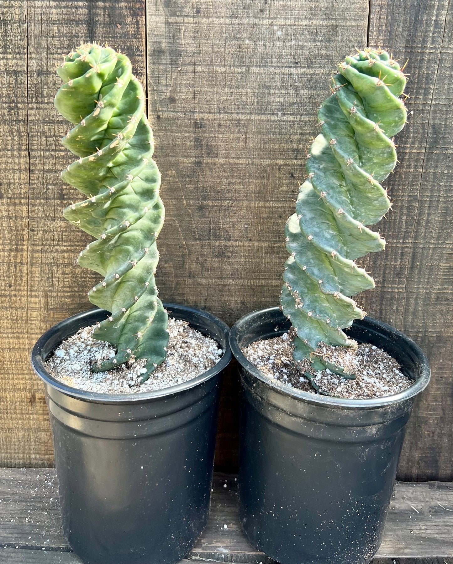 Cereus Peruvianus Spiralis "Screwdriver" | 10 seeds | Rare