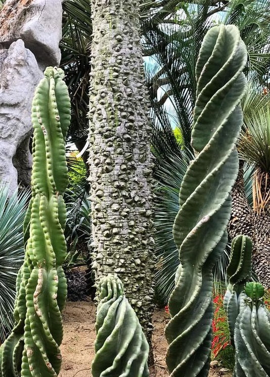 Cereus Peruvianus Spiralis "Screwdriver" | 10 seeds | Rare
