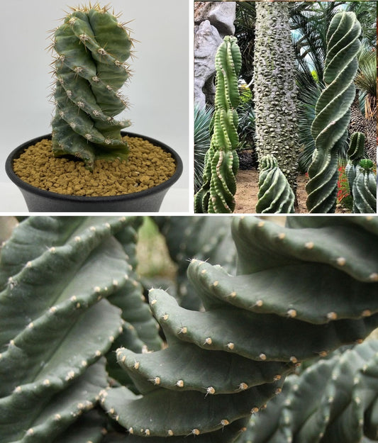 Cereus Peruvianus Spiralis "Screwdriver" | 10 seeds | Rare