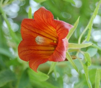 Canary Bellflower | Canarina Canariensis | 10+ Seeds | Rare