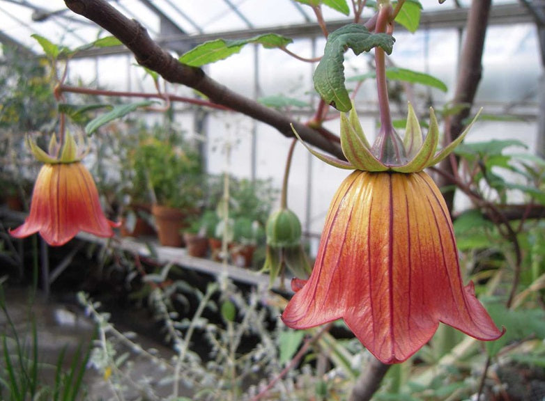 Canary Bellflower | Canarina Canariensis | 10+ Seeds | Rare