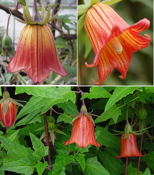Canary Bellflower | Canarina Canariensis | 10+ Seeds | Rare