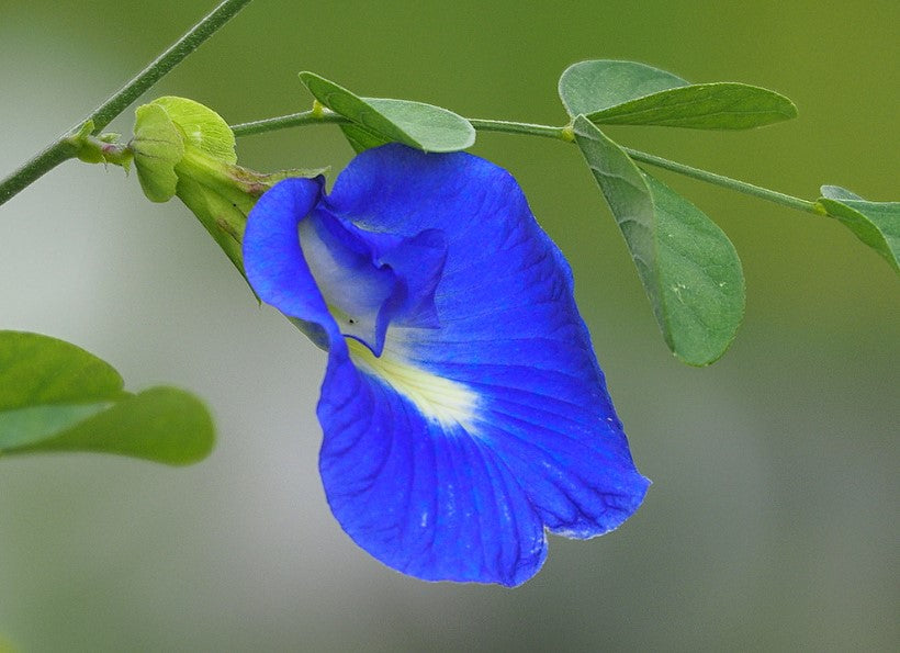 Butterfly Pea | Clitoria Ternatea | 25+ seeds | Climbing Flower