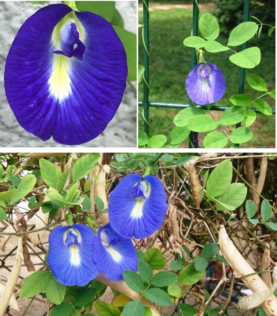 Butterfly Pea | Clitoria Ternatea | 25+ seeds | Climbing Flower