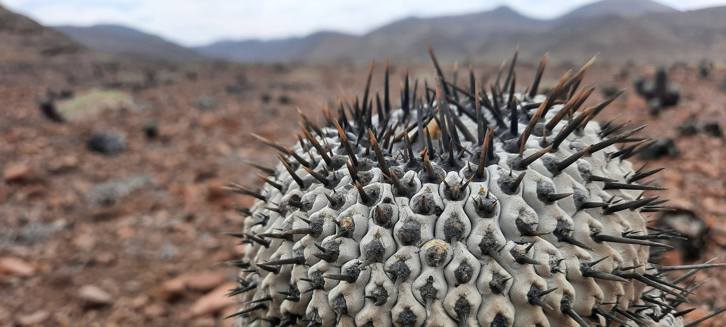 Copiapoa Columna Alba | 10 seeds | Ultra Rare | Atacama Desert