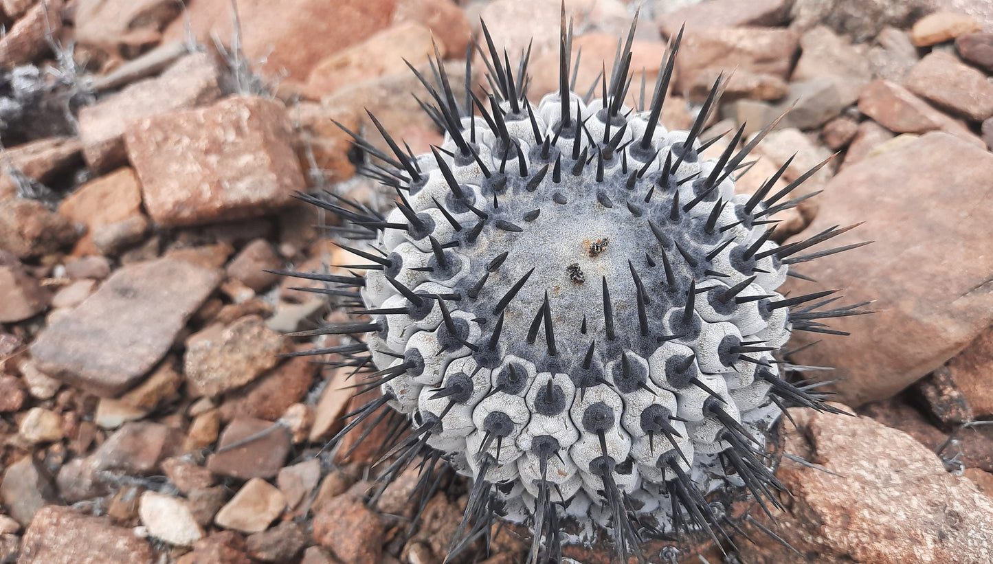 Copiapoa Columna Alba | 10 seeds | Ultra Rare | Atacama Desert