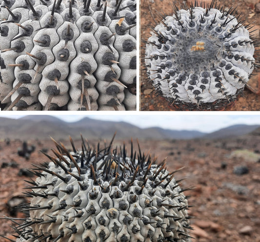 Copiapoa Columna Alba | 10 seeds | Ultra Rare | Atacama Desert