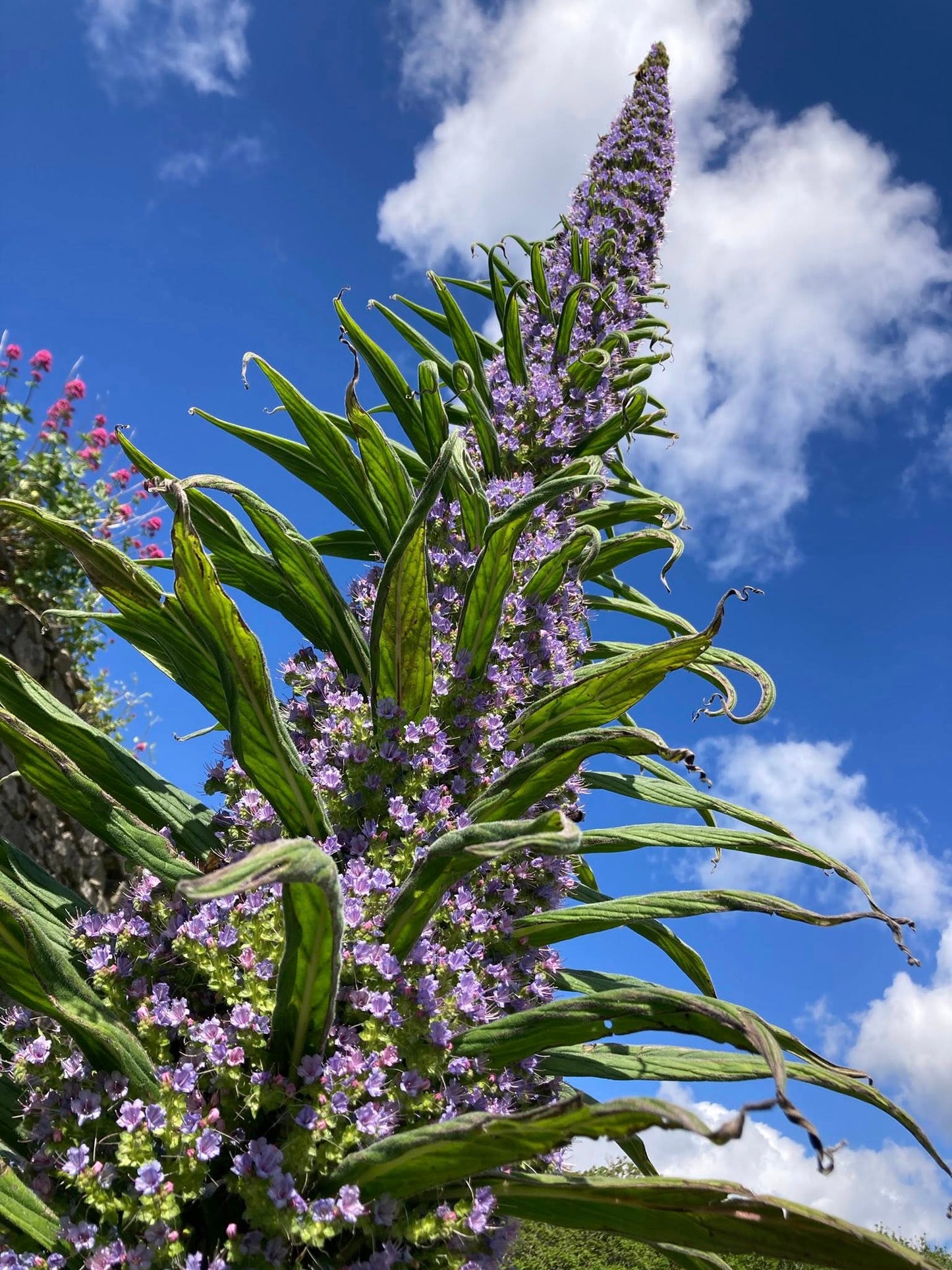 Echium Pininana seeds | Tower of Jewels | 20+ seeds | Biennial | Pollenators
