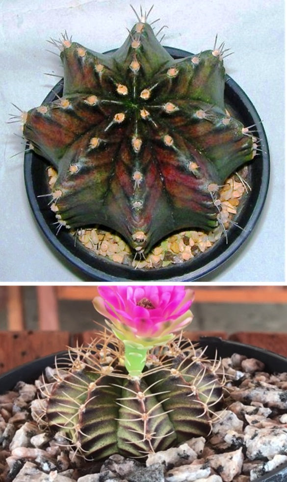 Gymnocalycium Mihanovichii v Filadelfinense | 15 seeds | Rare