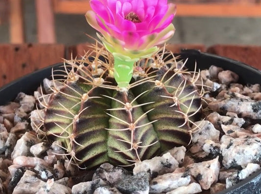 Gymnocalycium Mihanovichii v Filadelfinense | 15 seeds | Rare