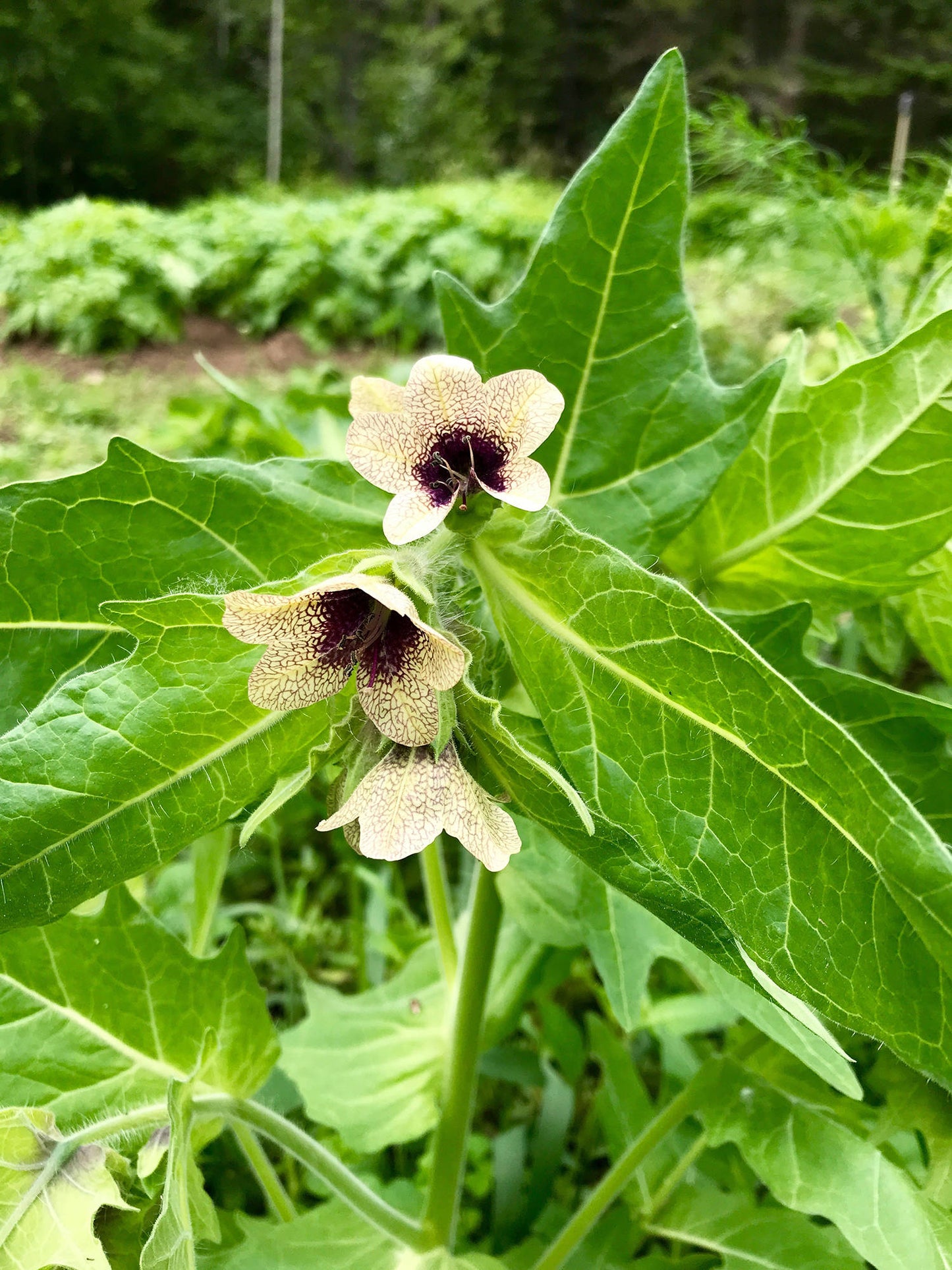 Black Henbane | 450+ seeds | (Hyoscyamus Niger) | Magical & Medicinal