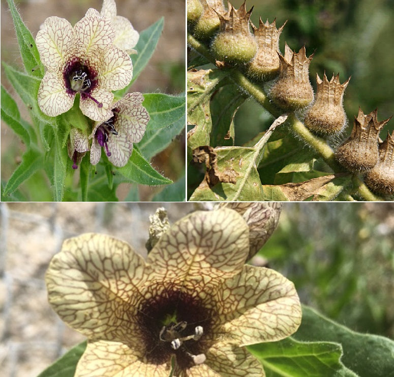 Black Henbane | 450+ seeds | (Hyoscyamus Niger) | Magical & Medicinal