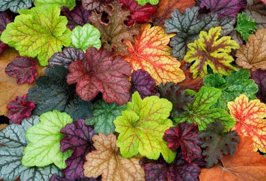 Heuchera | Coral Bells Mixed Colours | 100+ Seeds | Perennial