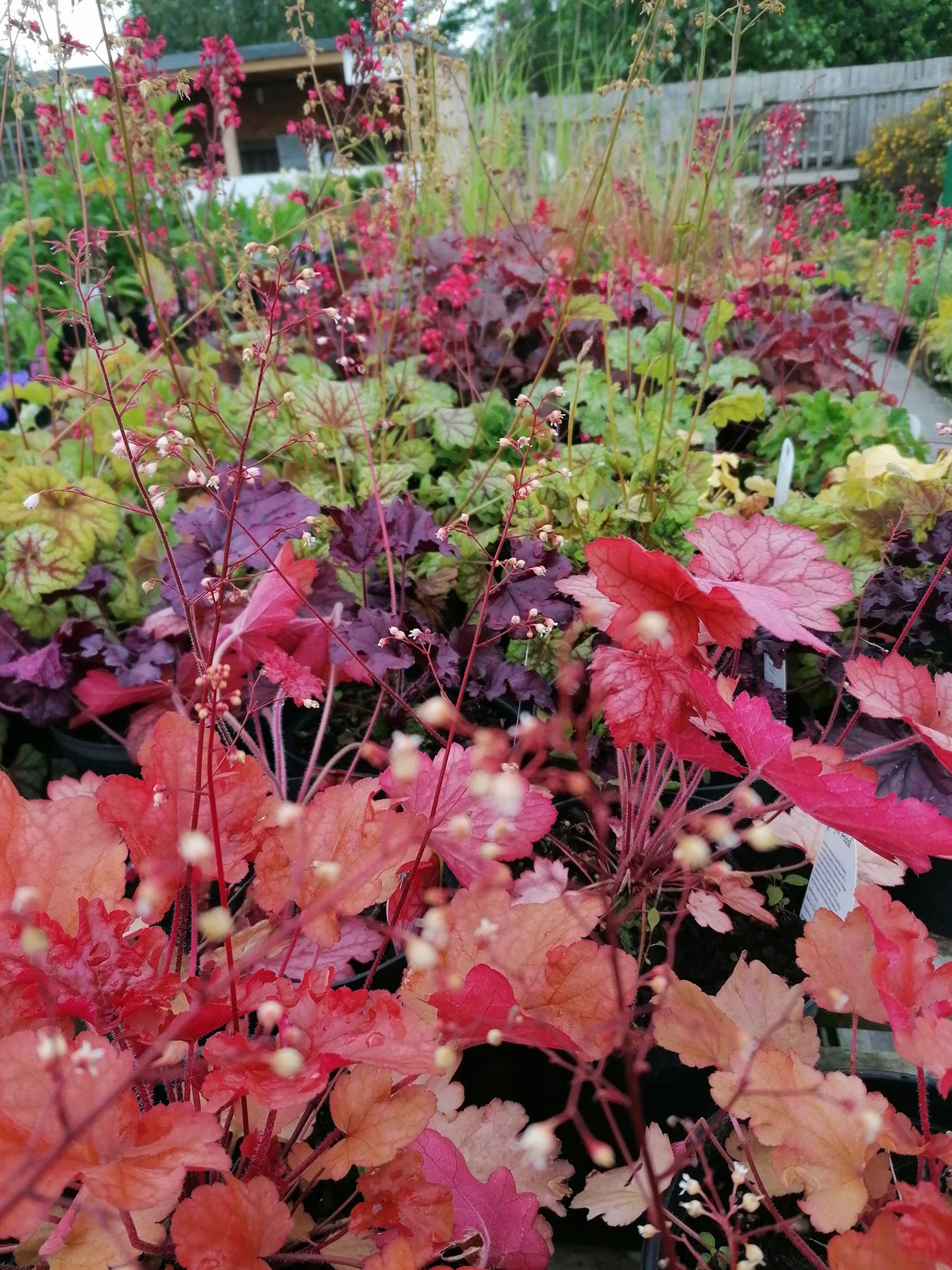 Heuchera | Coral Bells Mixed Colours | 100+ Seeds | Perennial