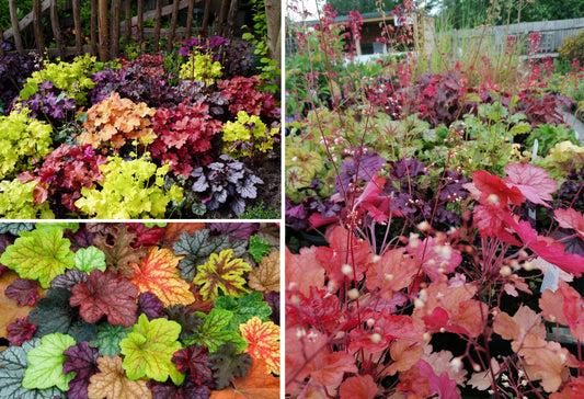 Heuchera | Coral Bells Mixed Colours | 100+ Seeds | Perennial