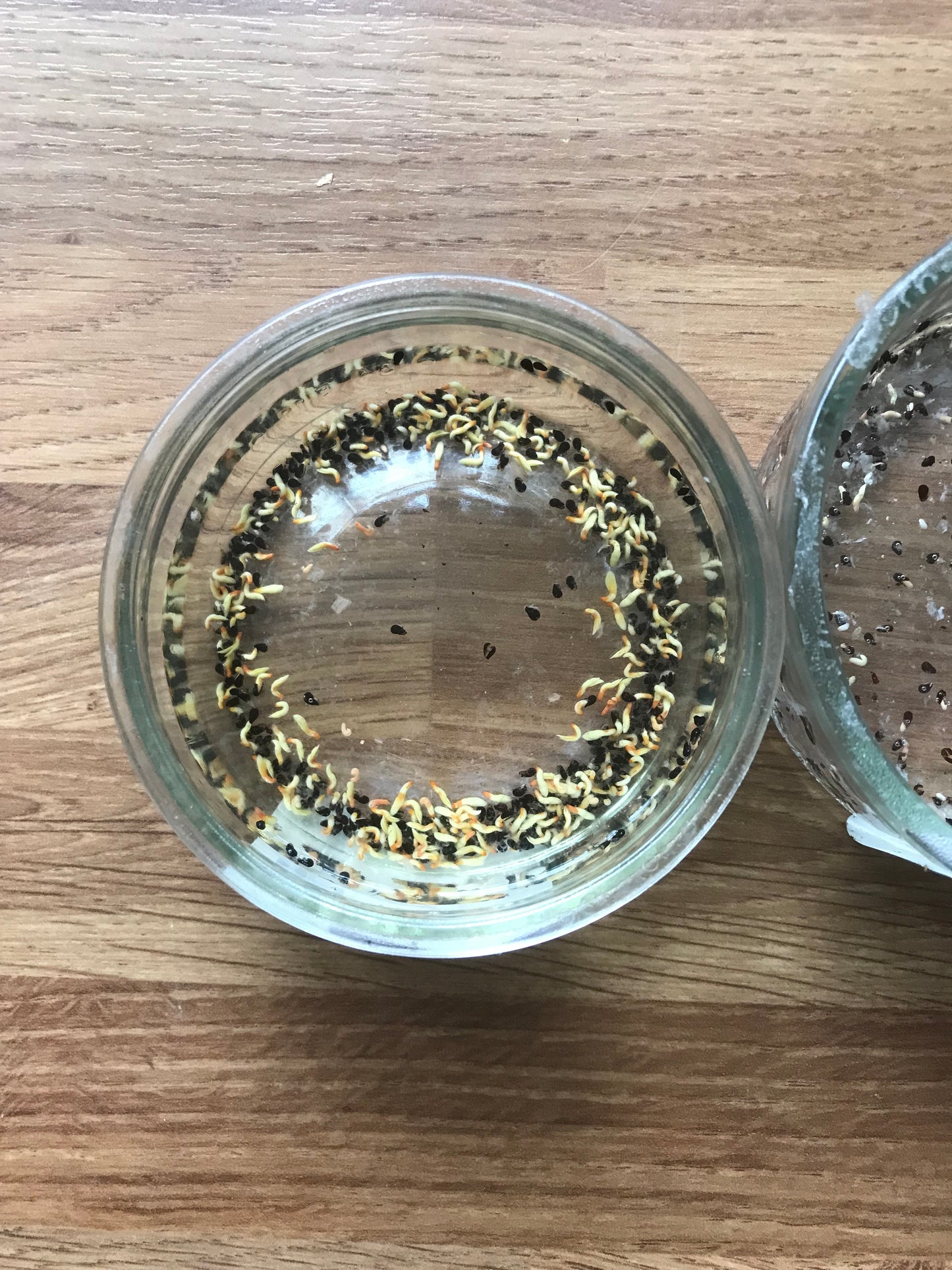 Dragon Fruit seeds (Purple Fleshed) | 20+ seeds | Pitaya