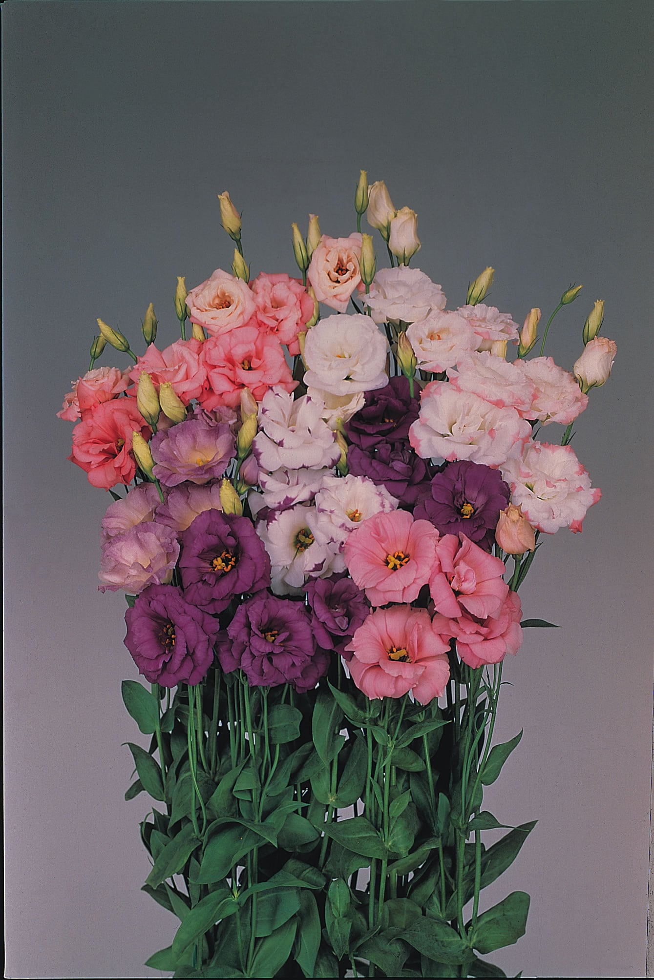 Lisianthus Seeds | Echo Mix F1 | 10 Seeds | Pelleted | Eustoma Grandiflorum