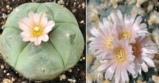 Lophophora Williamsii | 20+ seeds | Very Rare