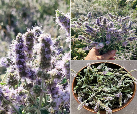 Horsemint | Mentha Longifolia | 200+ seeds | Habek Mint Tea | Mięta Długolistna