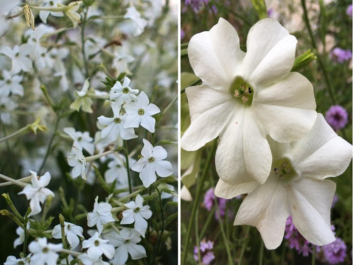 what do tobacco flowers smell like Youll really enjoy your evening strolls with these beauties What are these flowers, possibly