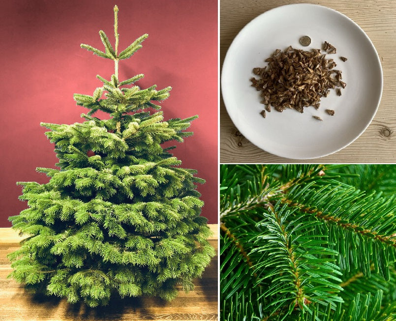 planting christmas tree seeds Nordmann Fir | 25+ seeds | Abies Nordmanniana