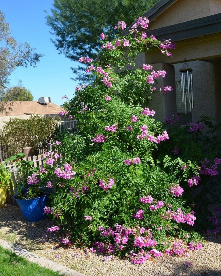 Pink Trumpet Vine | 20+ seeds | Podranea Ricasoliana | Climber