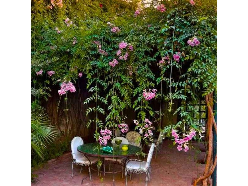 Pink Trumpet Vine | 20+ seeds | Podranea Ricasoliana | Climber