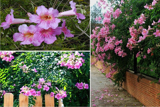Pink Trumpet Vine | 20+ seeds | Podranea Ricasoliana | Climber