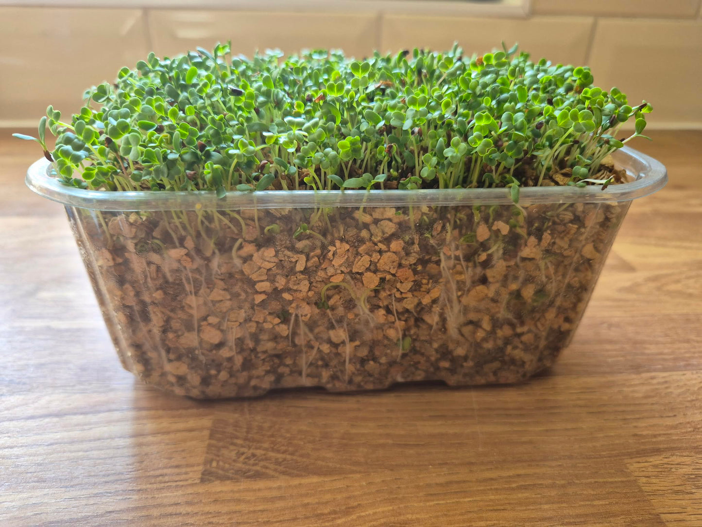 Vitamin Boost Mix 1 | Broccoli Kale Alfalfa | Microgreens | 10g Organic seeds