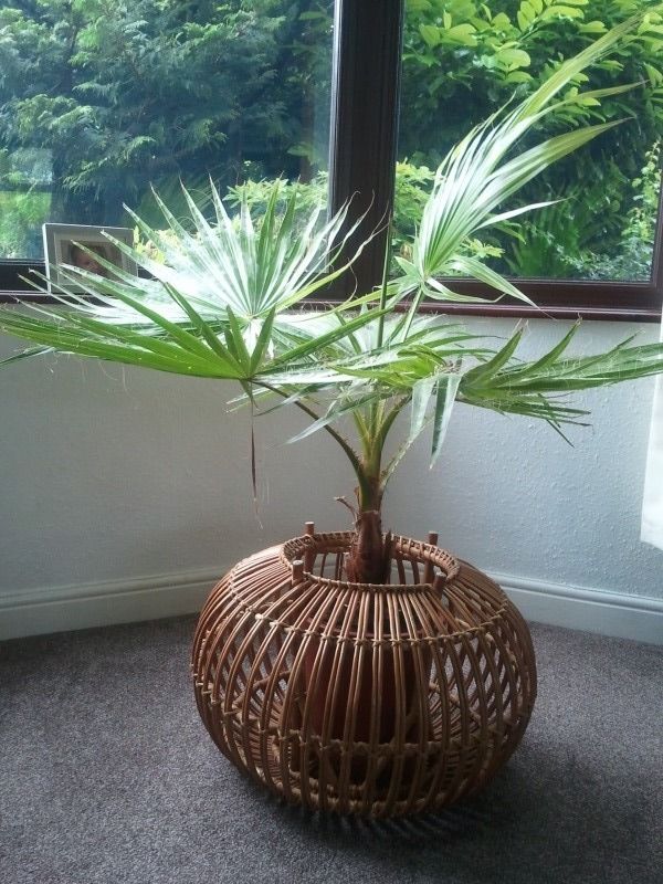 Washingtonia Robusta | 9cm pot | Mexican Fan Palm