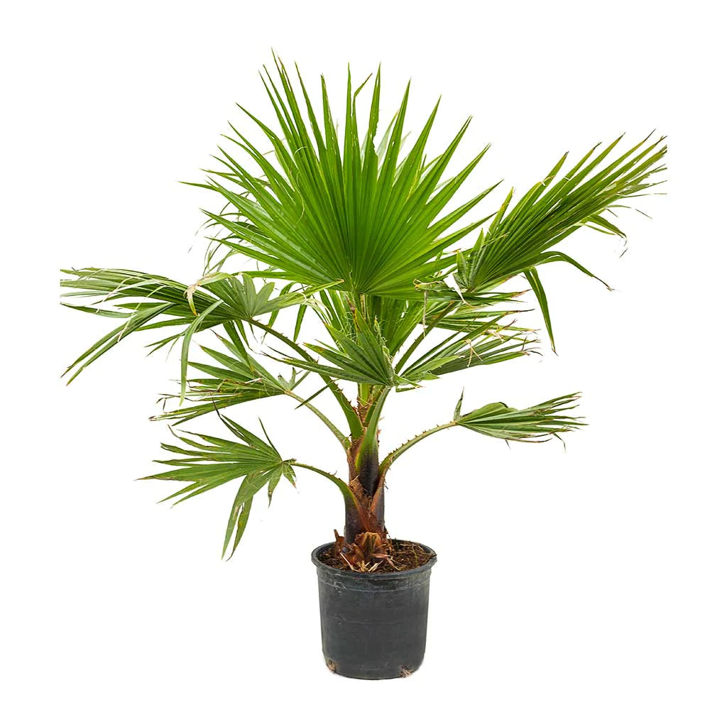 Washingtonia Robusta | 9cm pot | Mexican Fan Palm