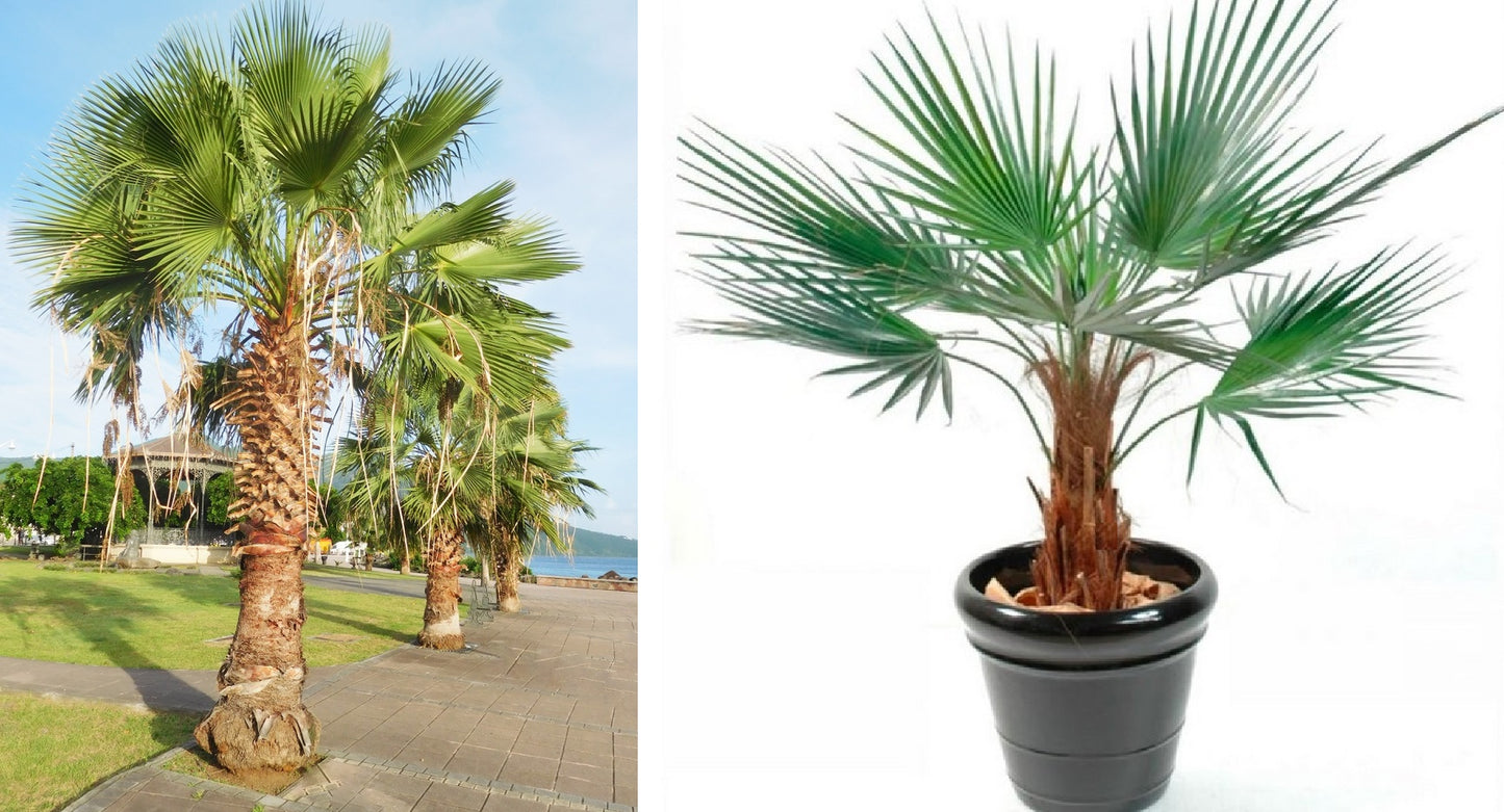Washingtonia Robusta | 9cm pot | Mexican Fan Palm