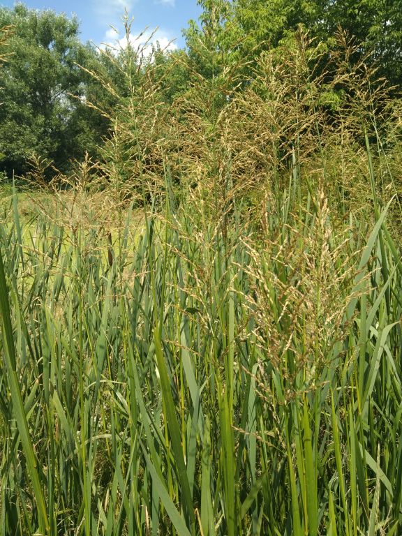 Wild Black Rice | Zizania Aquatica | 50+ organic seeds