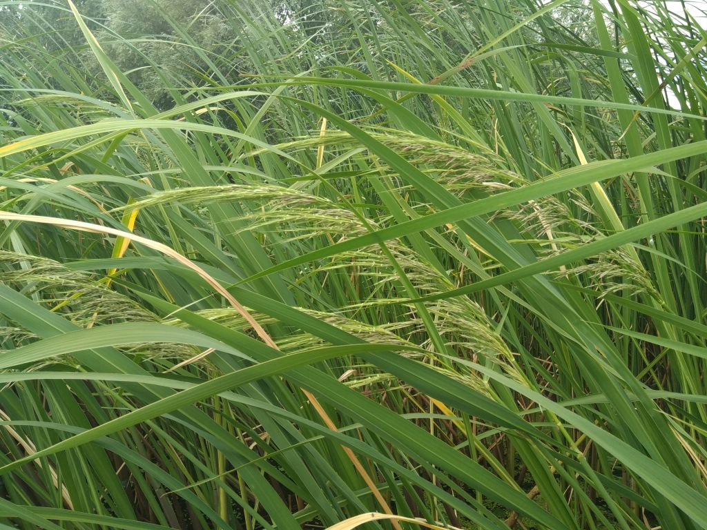 Wild Black Rice | Zizania Aquatica | 50+ organic seeds