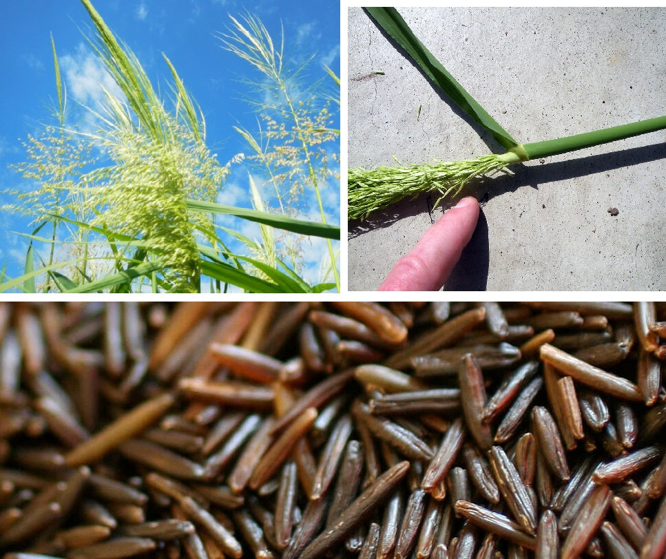 Wild Black Rice | Zizania Aquatica | 50+ organic seeds