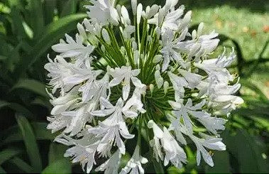 Agapanthus "Alba" | Lily of the Nile | African Lily | 25+ seeds | Perennial