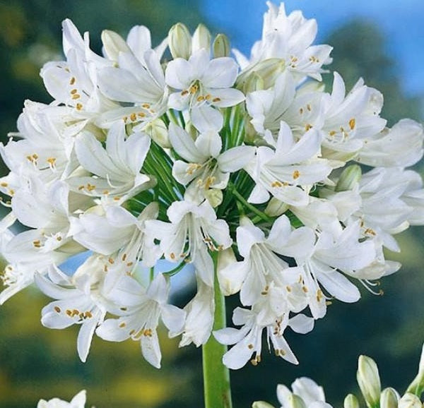 Agapanthus "Alba" | Lily of the Nile | African Lily | 25+ seeds | Perennial