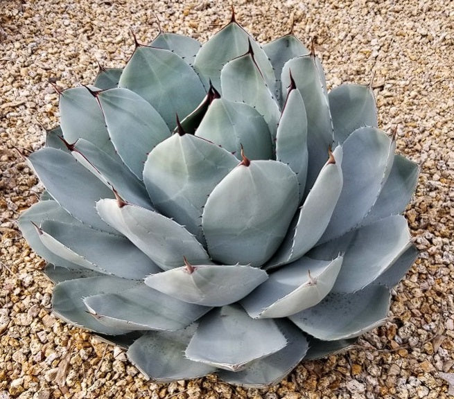 Parry's Agave | Agave Parryi | 15+ seeds | Artichoke Agave | UK Hardy