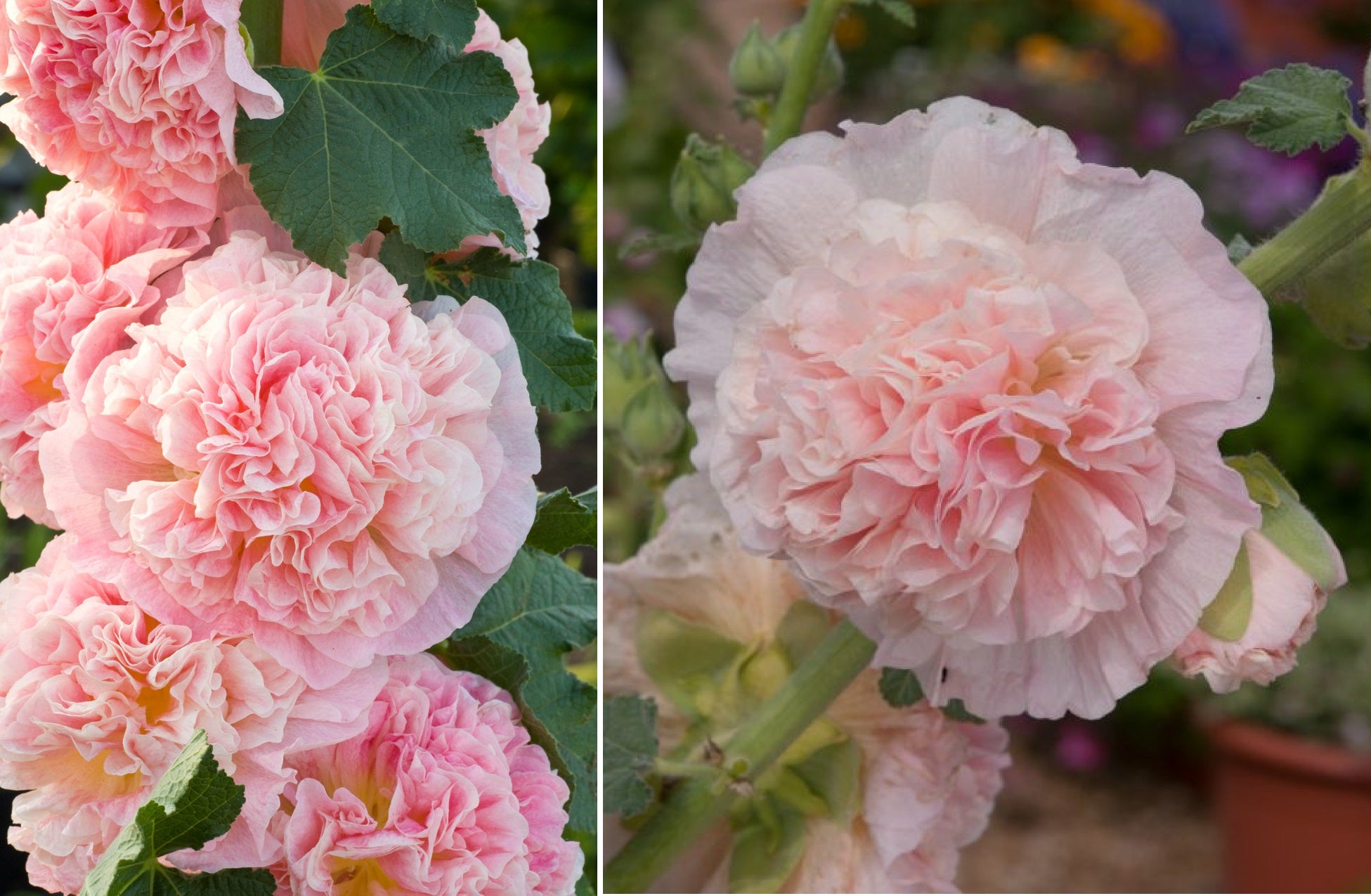 Alcea rosea 'Chater's Rose' ROSE HOLLYHOCK - SeedScape