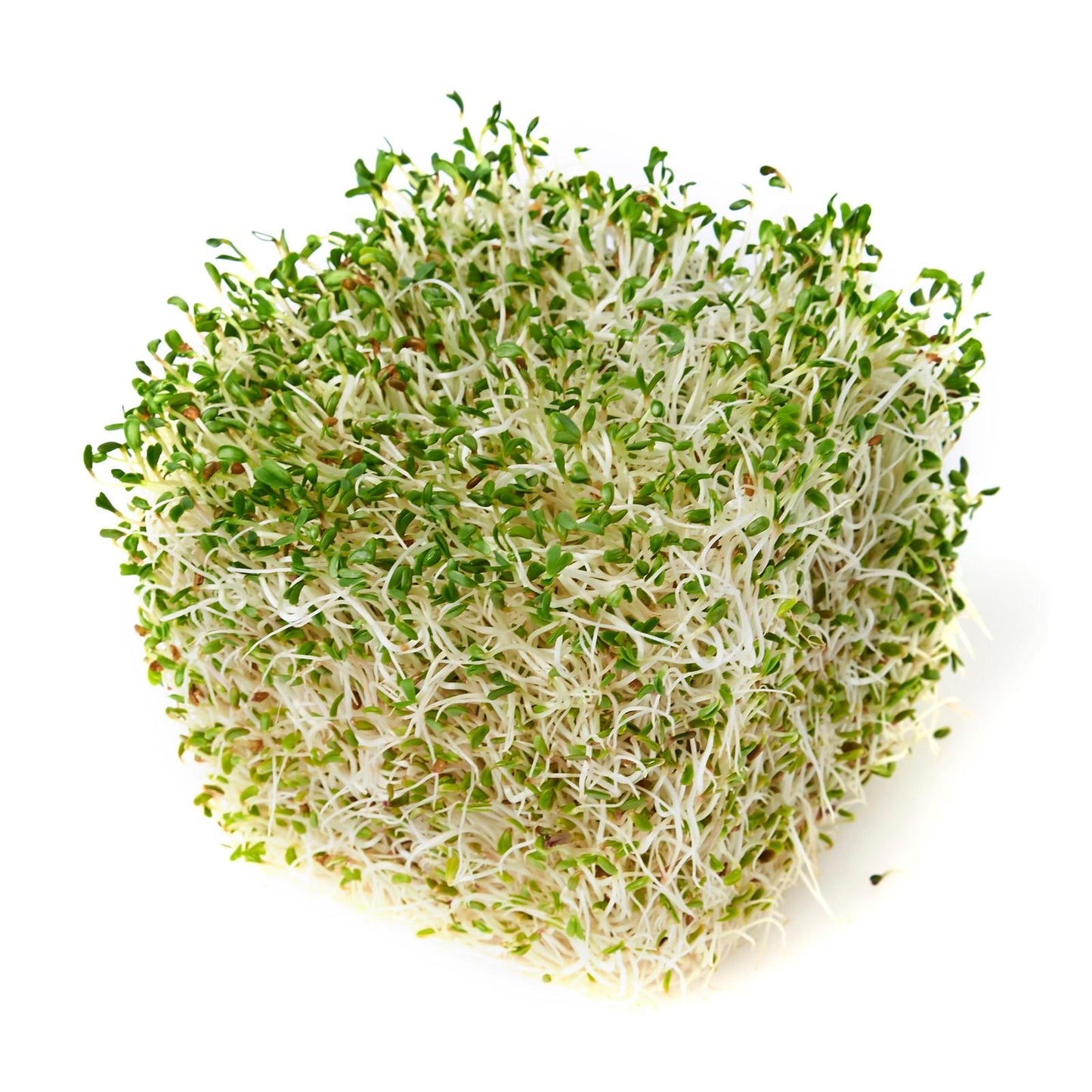 Organic Alfalfa | 3,000+ seeds | Sprouts | Microgreens