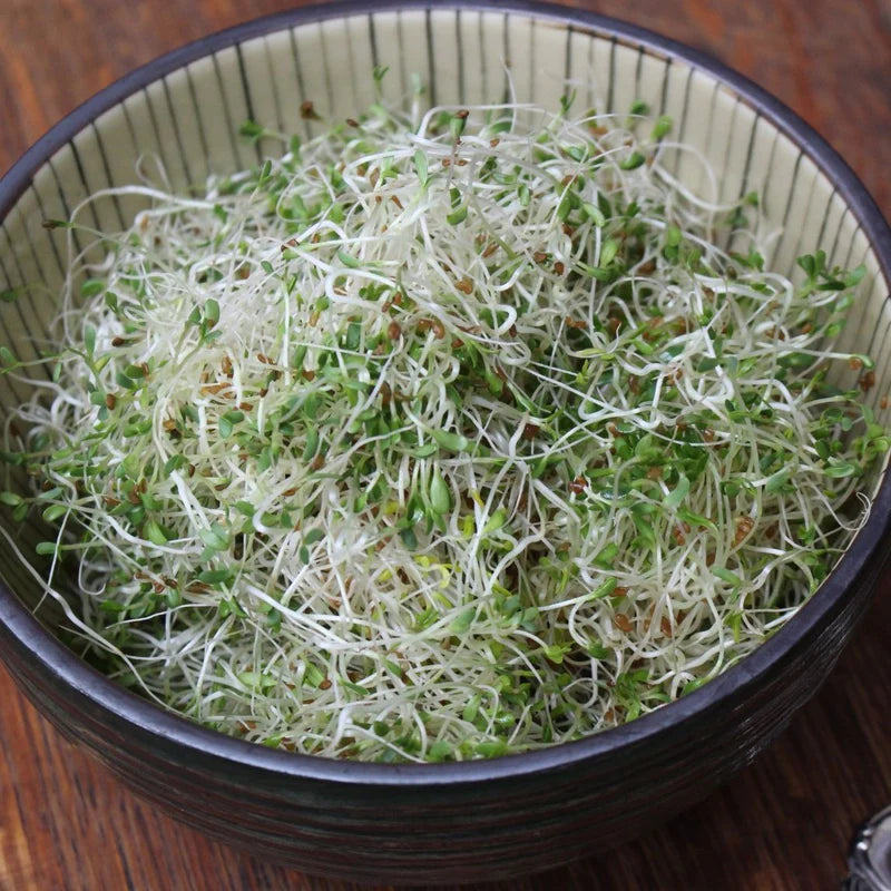 Organic Alfalfa | 3,000+ seeds | Sprouts | Microgreens