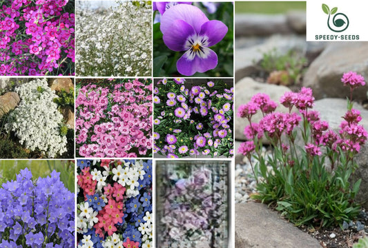 Alpine Mix | 1000+ seeds | 10 species | Rock Gardens | Containers | Balconies